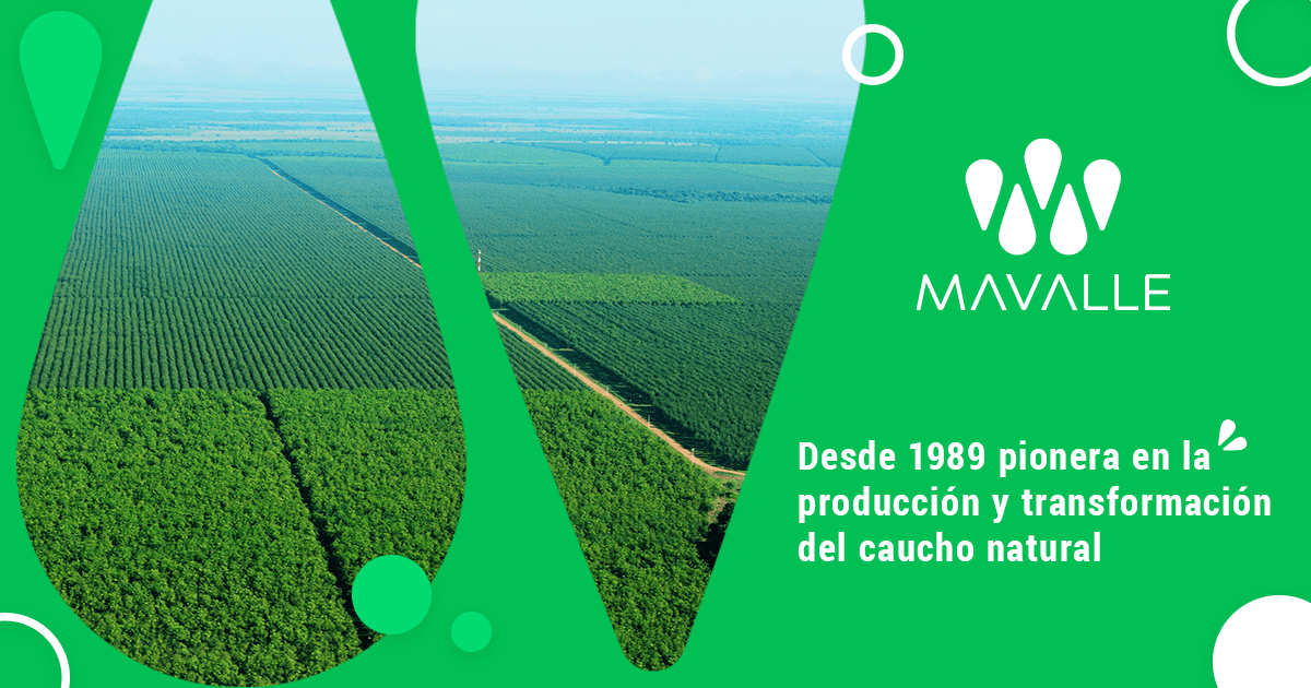 Mavalle - Desde 1989 pionera en la producción y transformación del caucho natural
