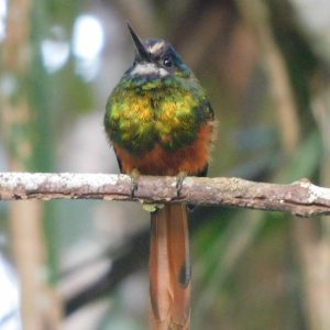 Fotos ambientales (4)